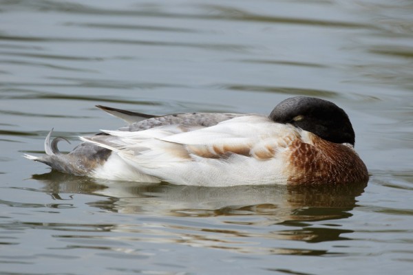 duck