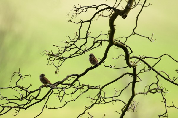 dunnock
