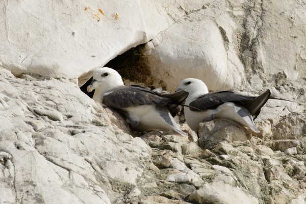 Fulmars at Rottingdean