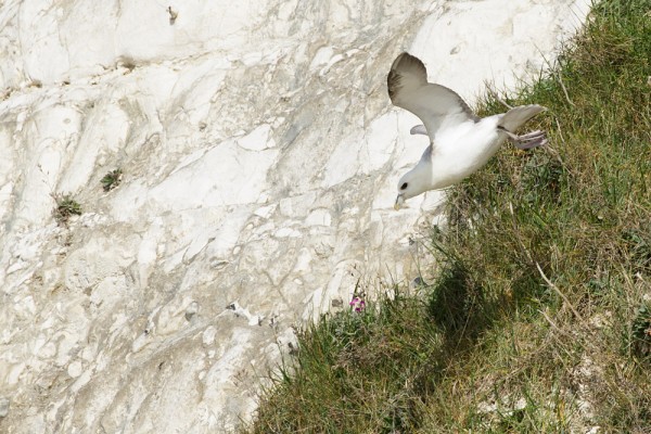 Fulmars at Rottingdean
