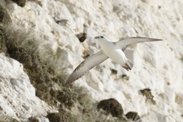 Fulmars at Rottingdean