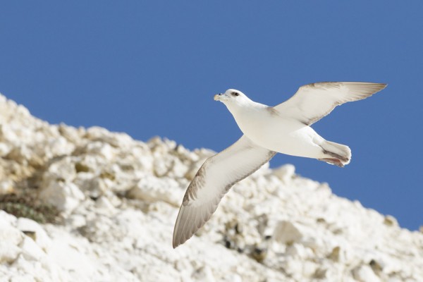 Fulmars at Rottingdean