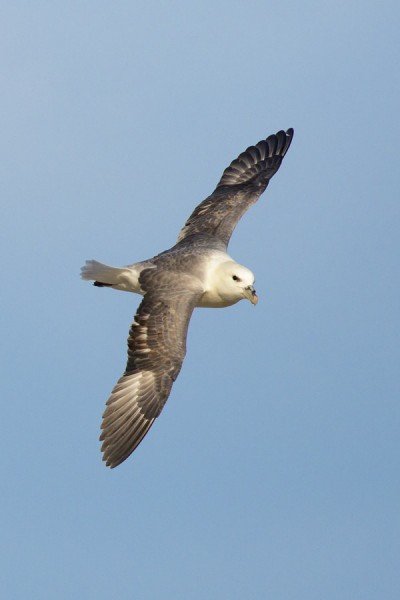 fulmar