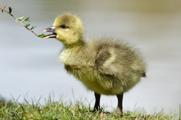 greylag goslings