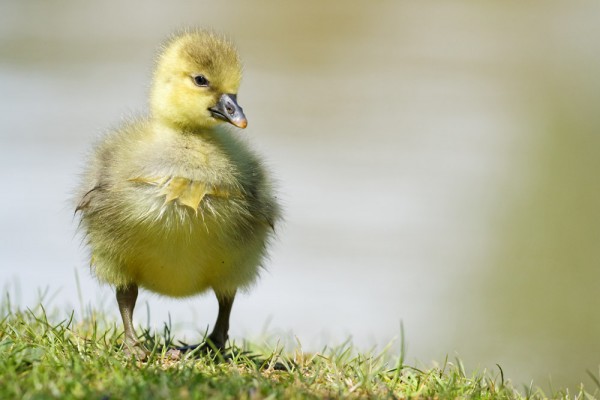 greylag goslings