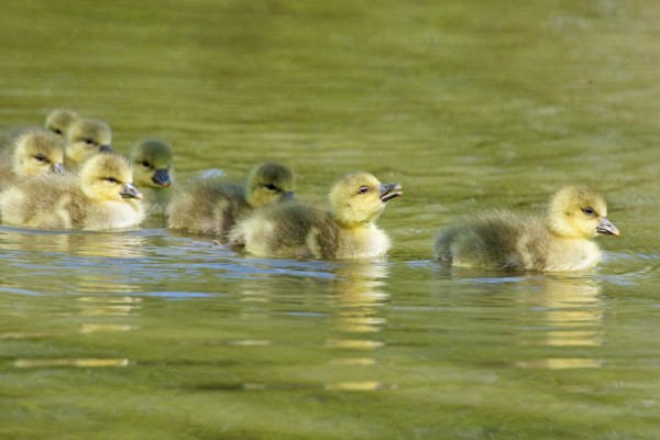 greylag goslings