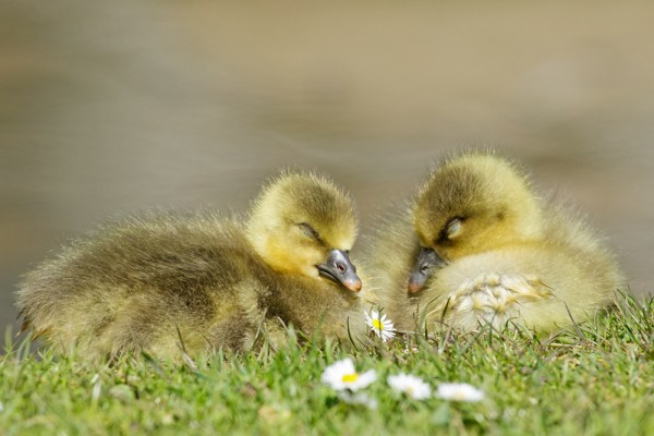 greylag goslings