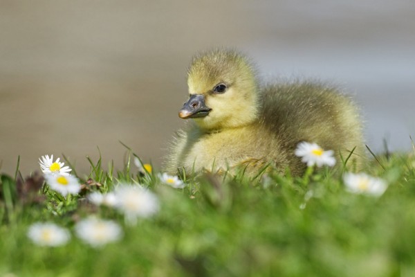 greylag goslings