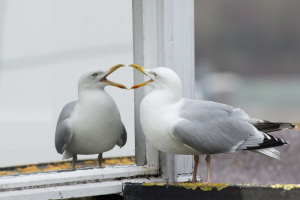 Herring gull and mirror window