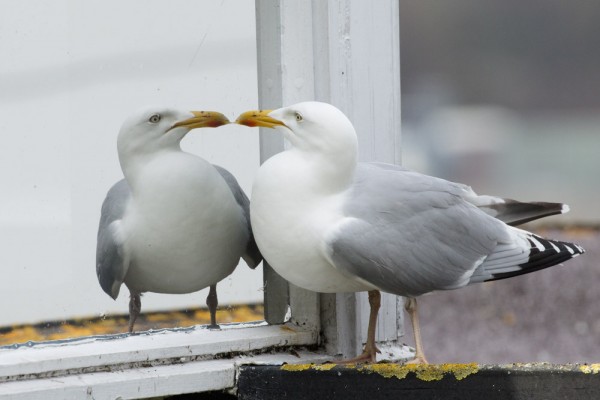 Herring gull and mirror window