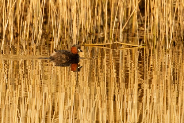 Little grebe in breeding plumage at Woods Mill