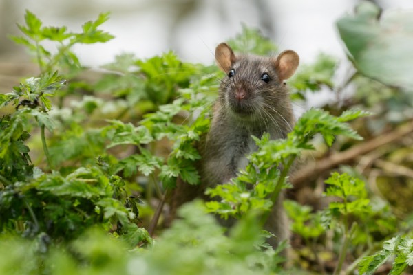 rat