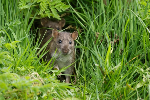 A pair of rats 
