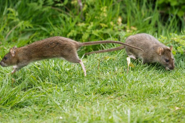 Rat leaping