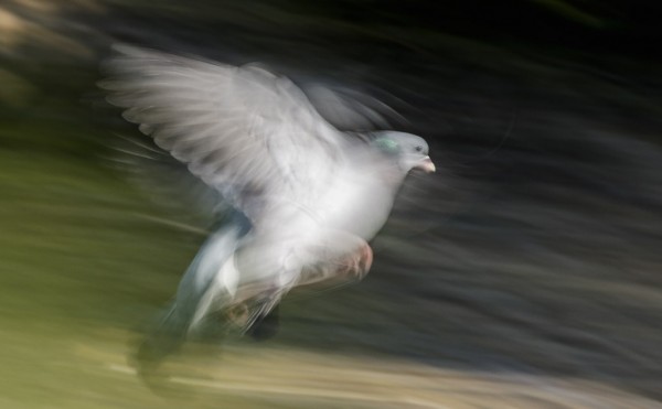 Stock dove