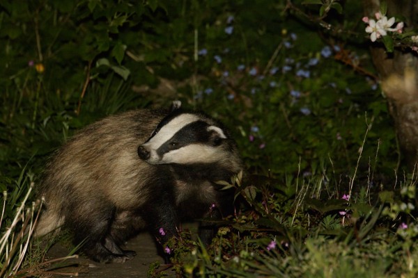 badger