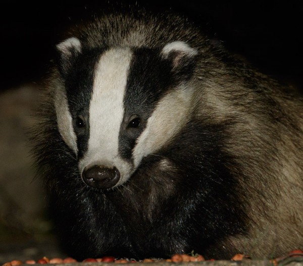 badger