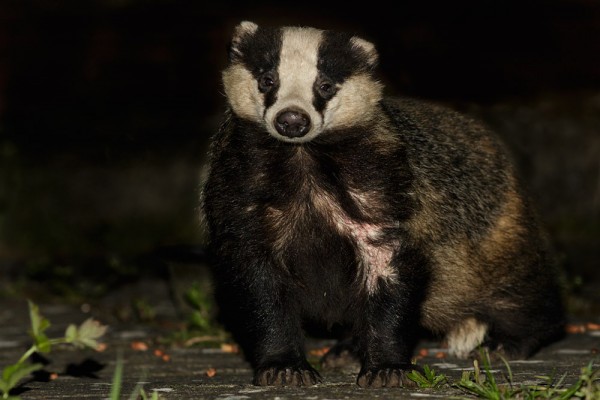 badger