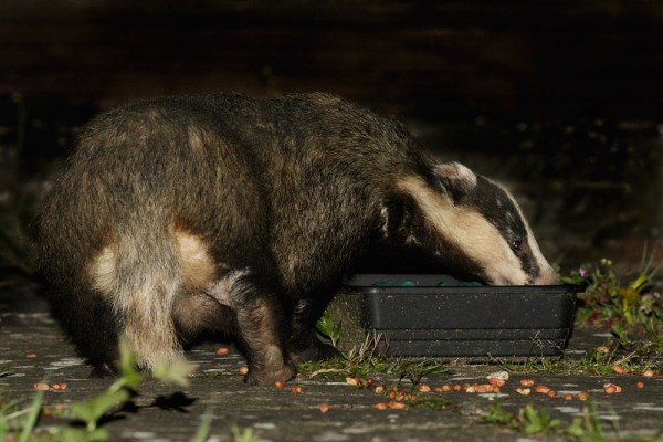 badger drinking
