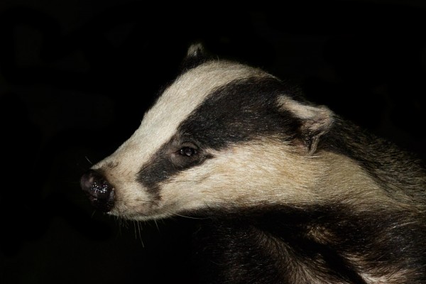 badger portrait