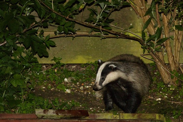 badger