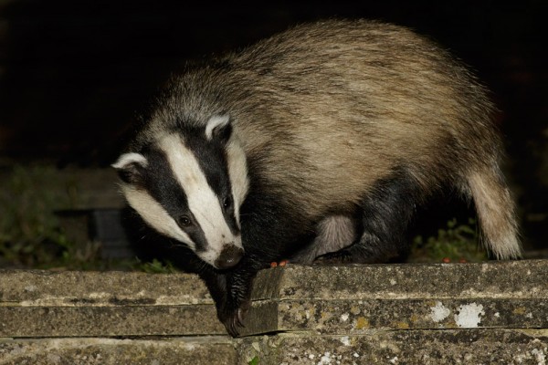badger