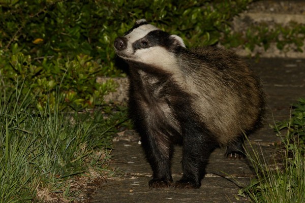 badger sniffing