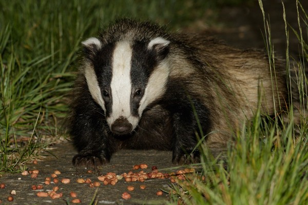 badger and peanuts