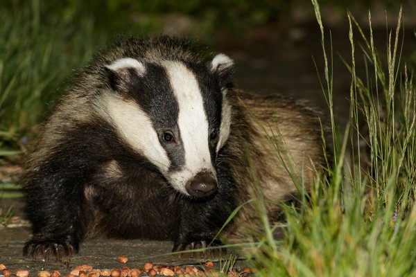 Badger