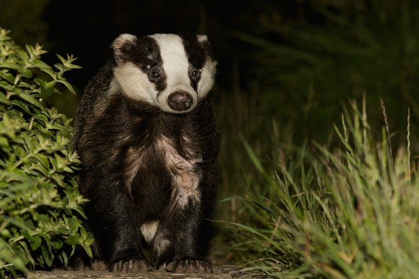 Badger on path