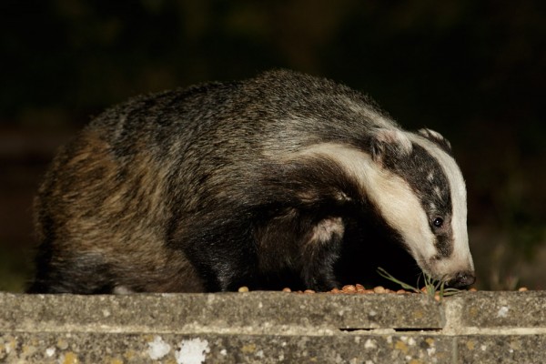 Badger and peanuts