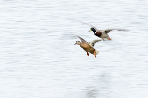 ducks in flight