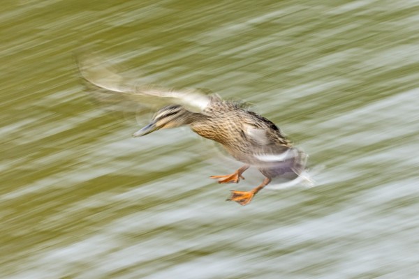 duck