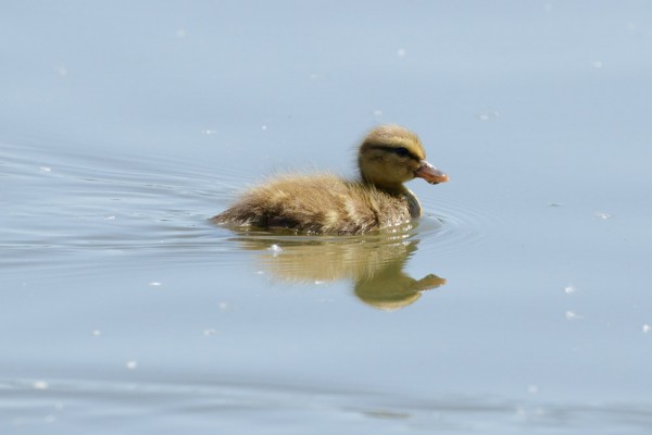 Ducklings