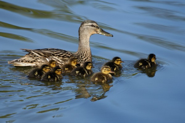 Ducklings