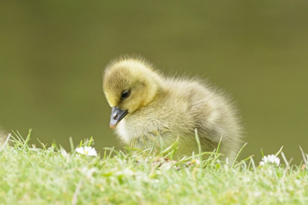 gosling