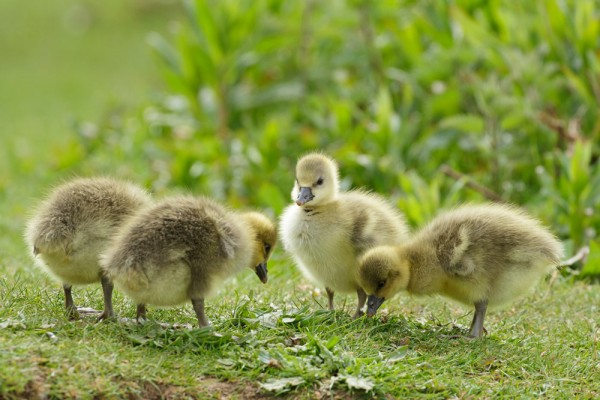 gosling