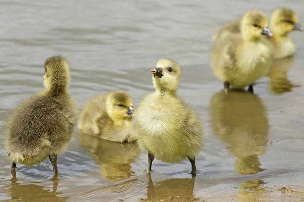 gosling