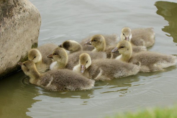 greylag goslings