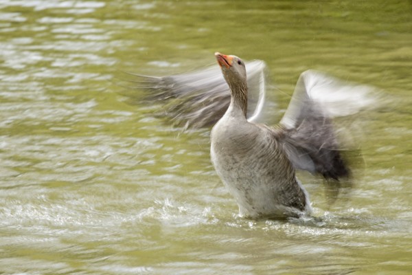greylag adult