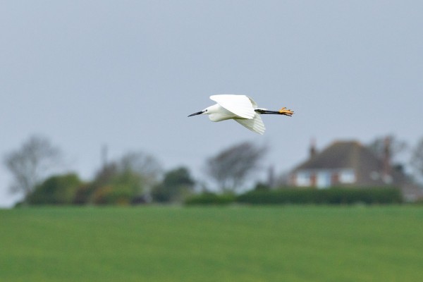 Little egret at Seven Sisters Country Park