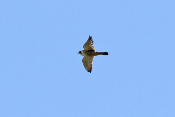 Peregrine falcon over Falmer
