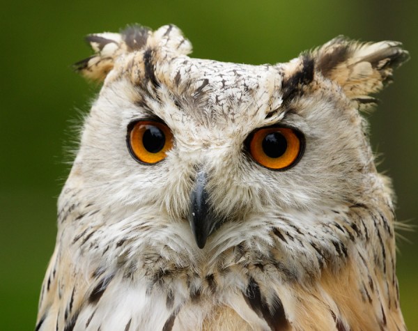 Siberian Eagle Owl
