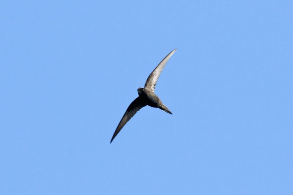 Swift in flight