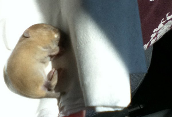 baby vole