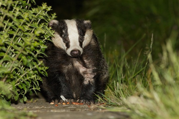 Badger