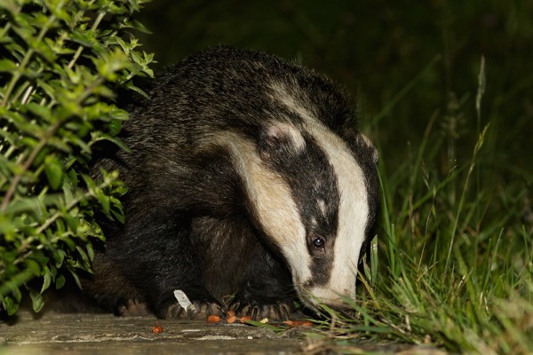 Badger