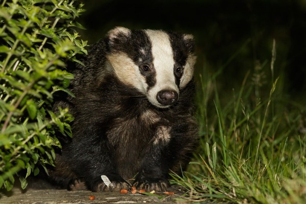 Badger