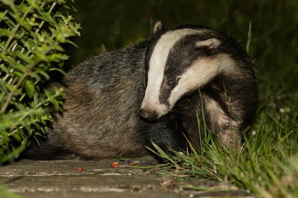 Badger