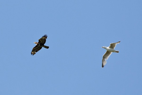buzzard and herring gull